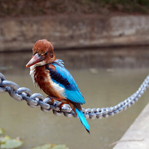 white brested Kingfisher