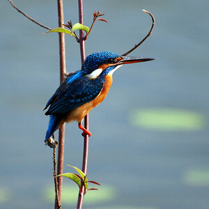 Common Kingfisher