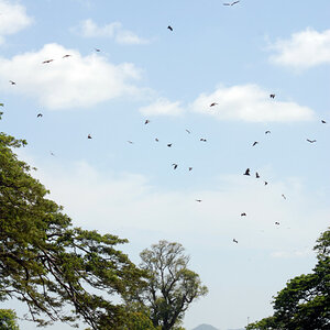 Flying foxes