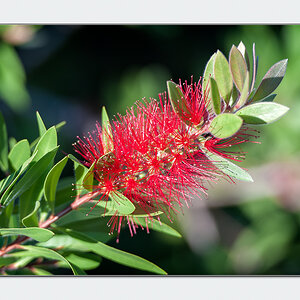 Blüte