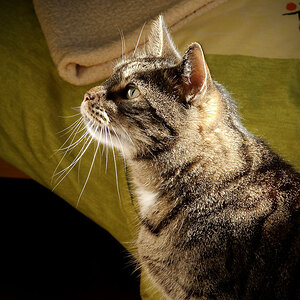 Treuer Kater