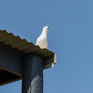 möwe aufm dach
