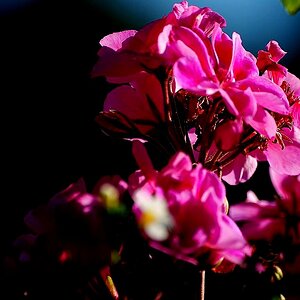 Blüte 01