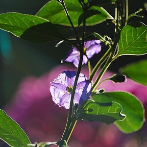 Blüte 02