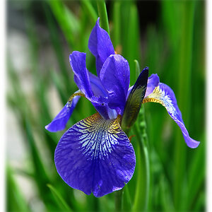 Iris