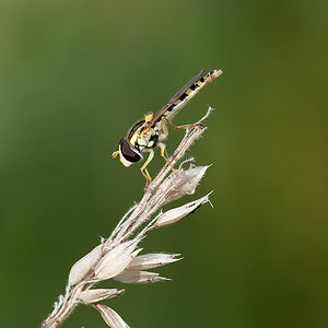 Stiftschwebfliege Gemeine 2013 08 24 01