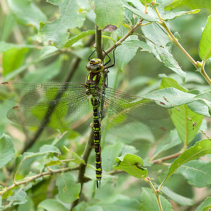 Mosaikjungfer Grüne 2013 08 24 01