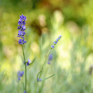 Lavender