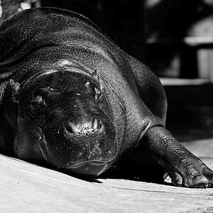 Langes Wochenende in Berlin  Zoo 060 verkl