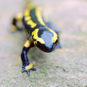 Salamander