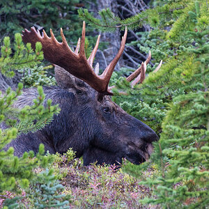 moose 05
