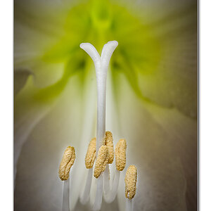 Blüte1
