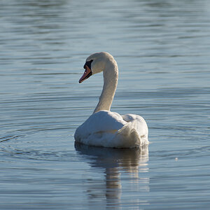 ND4 4804