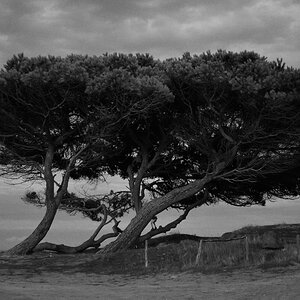 Baum