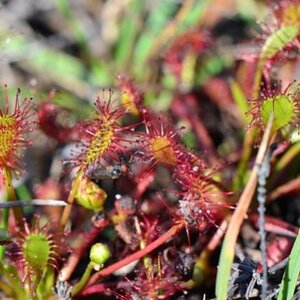 Sonnentau Sylt (Drosera intermedia).

wir fanden nach einen Tipp, einen herrlichen Flecken voll mit Sonnentau.
Es war ein tolles Erlebnis so viele von