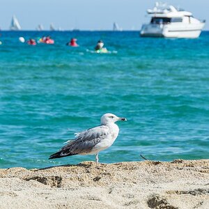 2013 10 Sainte Maxime Strand Möwe