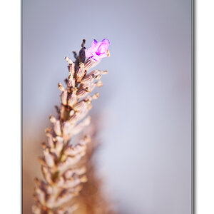 Lavendel1