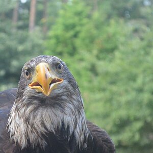 adler1