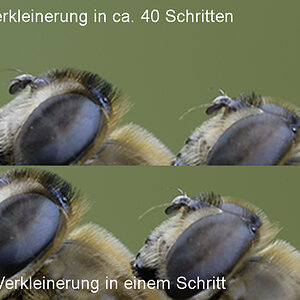 Testverkleinern