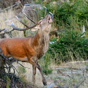 Tanzender Hirsch
