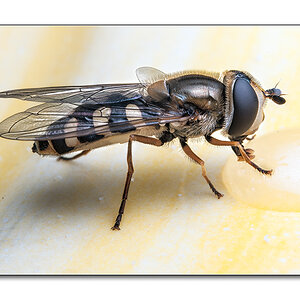 Fliege1