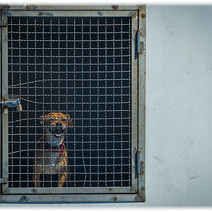 ferry dog