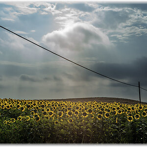 sunflowers