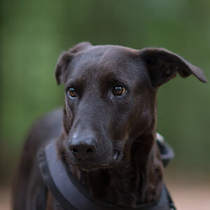 Portrait von Lupa2