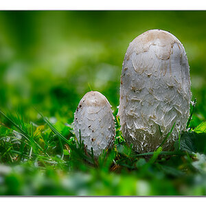 Pilze1