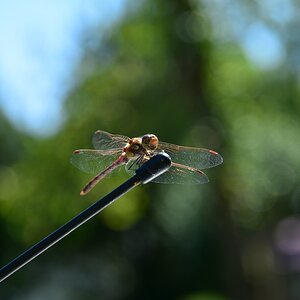 Libelle auf der Autoantenne aus der Hand