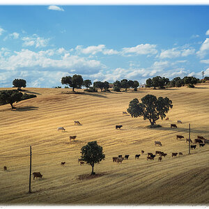 bovines