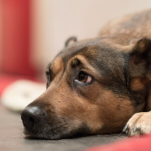 Portrait von Mrvi3