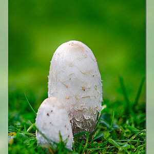 Pilz2