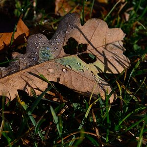 Blatt