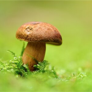Pilz...