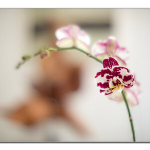 orchidee1