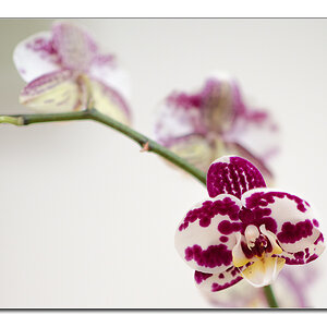 orchidee2