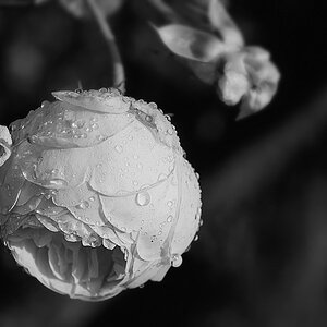 nach einem Regen