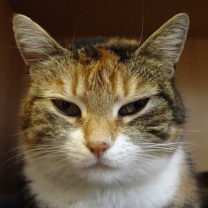 Glückskatze "Kitty"