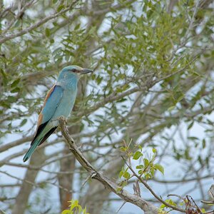 Kingfisher