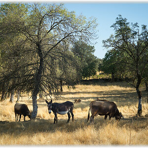 tras os montes