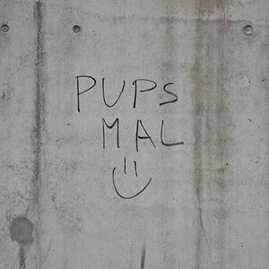 Pups 011