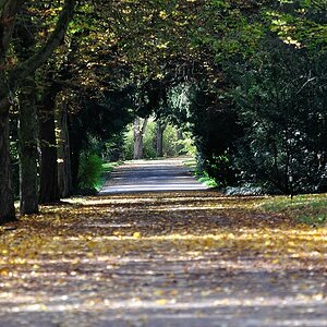 DSC 8632 Allee