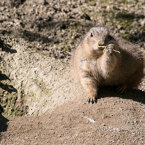 Hörnchen 1 (1 von 1)