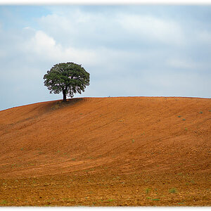 lonely tree