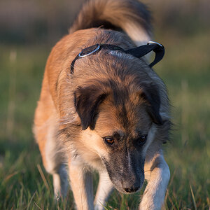 hundeherbst1