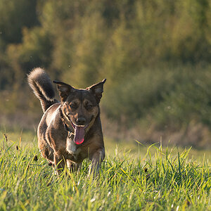 hundeherbst4