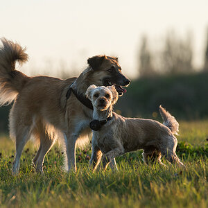 hundeherbst5