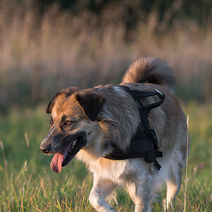 hundeherbst6