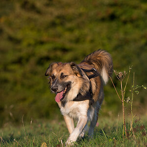 hundeherbst8